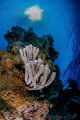   Living reef Sunbeam  